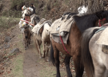 Better trails to ease risky journeys in horse-dependent areas in Trashi Yangtse